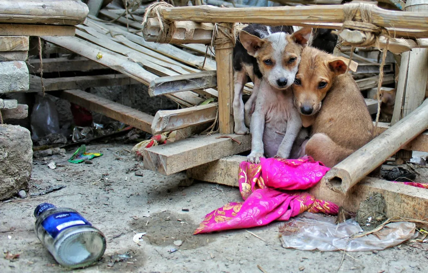 Požega zaslužuje azil dostojan životinja – Alumni FTRR snažno podržava inicijativu izgradnje azila